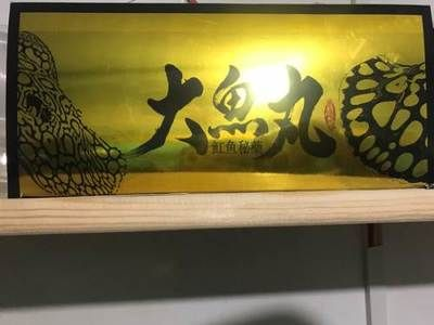 龍虎魟魚(yú)怎么檢疫：龍虎魟魚(yú)的檢疫方法