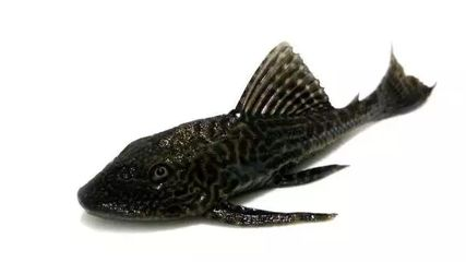 龍魚一直撞缸怎么回事兒，，龍魚一直撞缸怎么回事