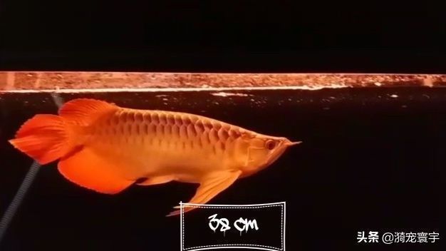 印尼大湖紅龍魚幼魚圖片高清：印尼大湖紅龍魚幼魚飼養技巧