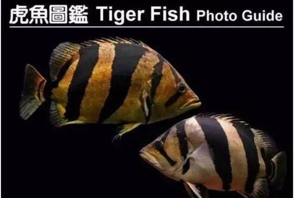 泰國虎魚觀賞價值提升方法，泰國虎魚水質管理方法分享，