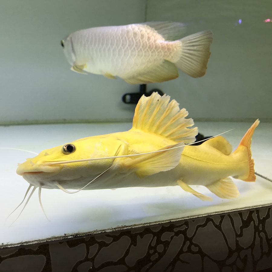 黃金貓魚《秋刀魚在日本非常受歡迎》 黃金貓魚《秋刀魚在日本非常受歡迎》 黃金貓魚百科 第3張