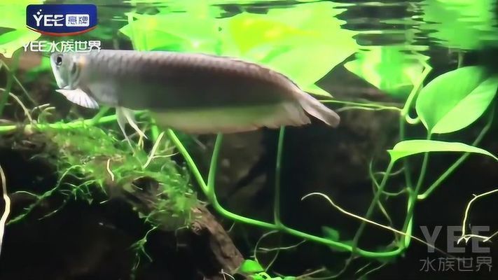 龍魚缸造景好不好呢視頻，龍魚缸造景好不好龍魚缸造景技巧分享如何打造自然風格