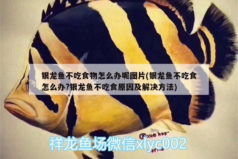 銀龍魚不吃食物怎么辦呢圖片(銀龍魚不吃食怎么辦?銀龍魚不吃食原因及解決方法)