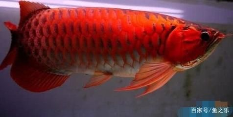 大湖紅龍是辣椒紅龍血紅龍：大湖紅龍、辣椒紅龍和血紅龍有什么區別？