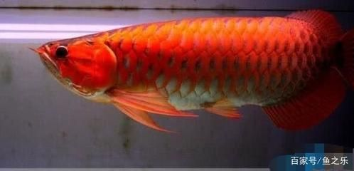 大湖紅龍是辣椒紅龍血紅龍：大湖紅龍、辣椒紅龍和血紅龍有什么區別？