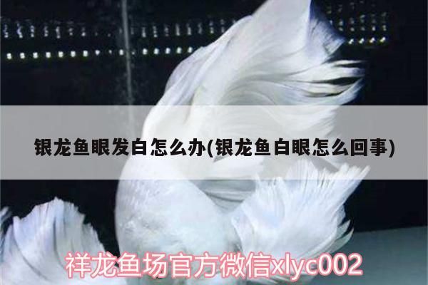 銀龍魚眼發(fā)白怎么辦(銀龍魚白眼怎么回事)