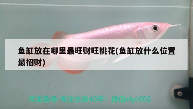龍的起源與傳說，藍色龍圖案的水在地下混合在地下混合在地下混合在一起