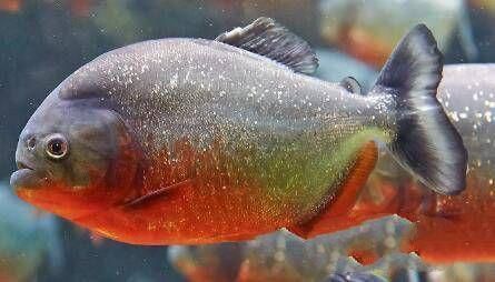亞馬遜河魚類生態(tài)位分布，亞馬遜河的魚類生態(tài)位分布