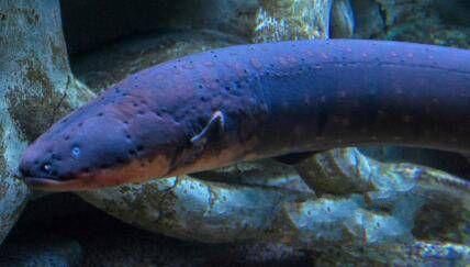 亞馬遜河魚類生態(tài)位分布，亞馬遜河的魚類生態(tài)位分布