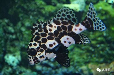 水族館一般幾點關門：上海海洋水族館的關門時間 水族館一般幾點關門：上海海洋水族館的關門時間 水族館百科（水族館加盟） 第4張