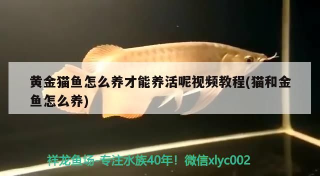 黃金貓魚怎么養(yǎng)才能養(yǎng)活呢視頻教程(貓和金魚怎么養(yǎng))