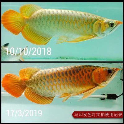 虎魚可以養兩條嗎風水好嗎：在探討虎魚養兩條的風水是否吉利時
