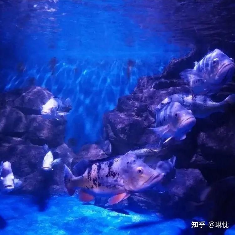 水族館一年能賺多少錢人民幣啊知乎：上海海洋水族館一年能賺多少錢人民幣的詳細分析