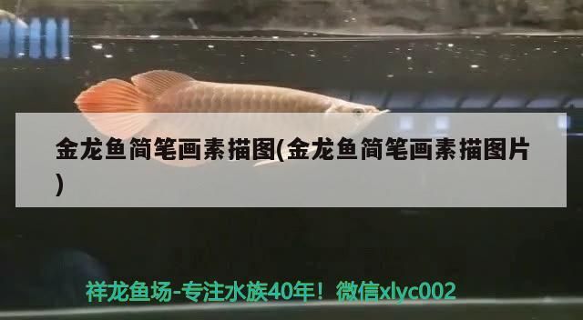 金龍魚簡(jiǎn)筆畫素描圖(金龍魚簡(jiǎn)筆畫素描圖片)