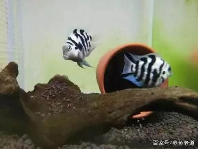 鸚鵡魚和虎皮魚：鸚鵡魚和虎皮魚可以與其他觀賞魚混養但需要注意的是