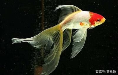 鸚鵡魚和虎皮魚：鸚鵡魚和虎皮魚可以與其他觀賞魚混養但需要注意的是