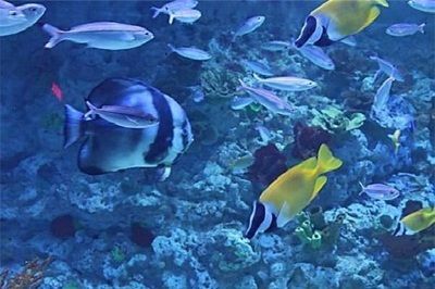 水族館加盟店有哪些好的（水族館加盟店選址技巧）