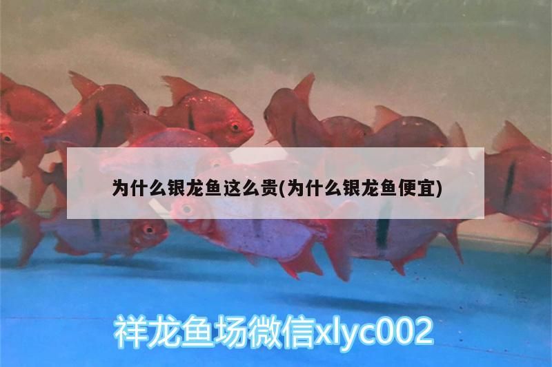 輝龍錦鯉是什么樣的，求教大神輝龍錦鯉是什么樣的