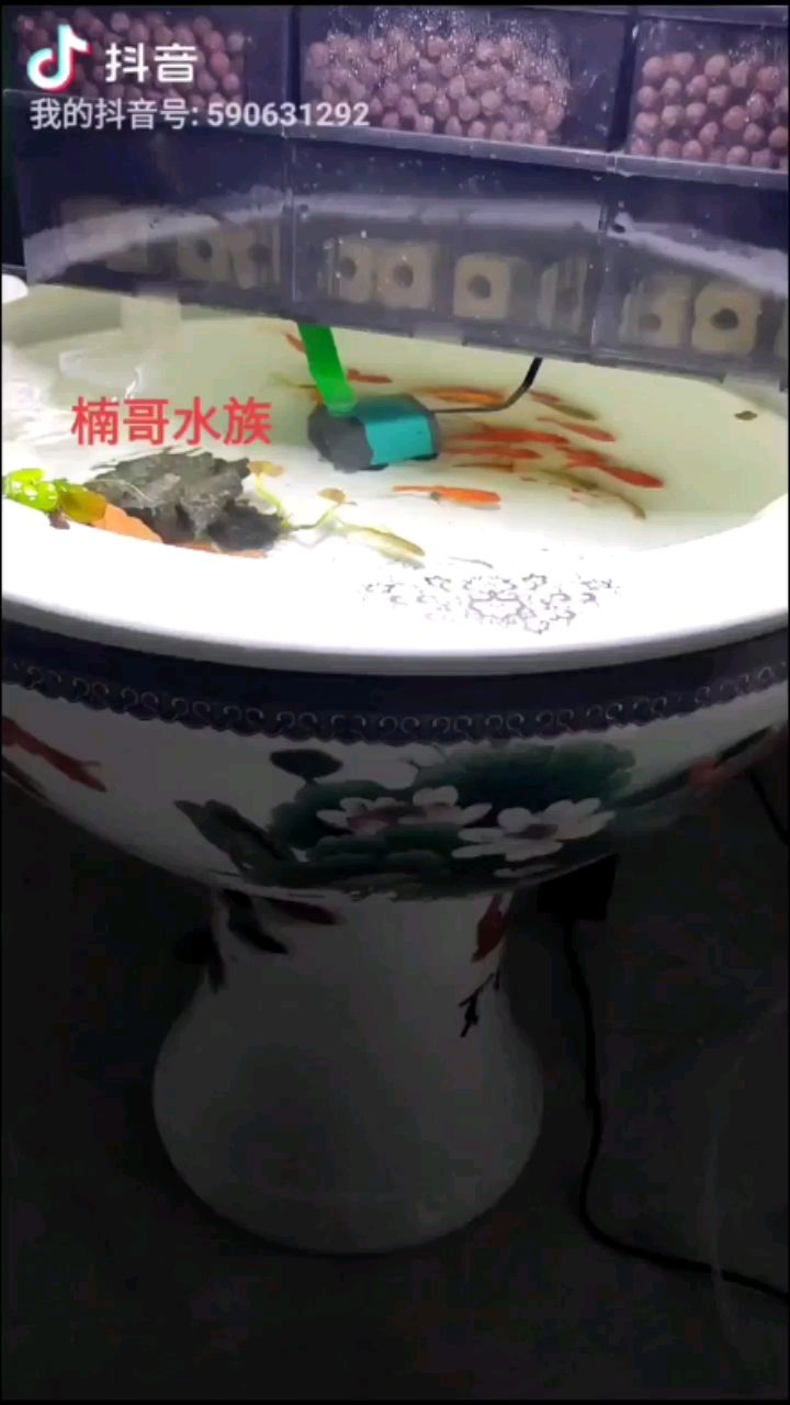 明天下蘭壽了