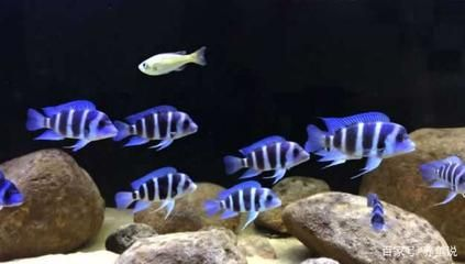 水族館常見(jiàn)觀賞魚(yú)介紹（斗魚(yú)的種類(lèi)有哪些？） 水族館常見(jiàn)觀賞魚(yú)介紹（斗魚(yú)的種類(lèi)有哪些？） 水族館百科（水族館加盟） 第3張