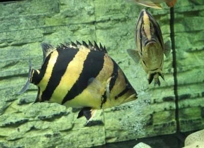 水族館常見(jiàn)觀賞魚(yú)介紹（斗魚(yú)的種類(lèi)有哪些？） 水族館常見(jiàn)觀賞魚(yú)介紹（斗魚(yú)的種類(lèi)有哪些？） 水族館百科（水族館加盟） 第5張