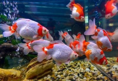 水族館常見(jiàn)觀賞魚(yú)介紹（斗魚(yú)的種類(lèi)有哪些？） 水族館常見(jiàn)觀賞魚(yú)介紹（斗魚(yú)的種類(lèi)有哪些？） 水族館百科（水族館加盟） 第4張