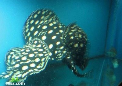 魟魚翹邊怎么救：魟魚翹邊可能是由于多種原因引起的，[需手動填充]魚翹邊怎么救