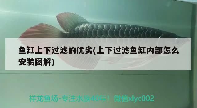 龍魚缸上過濾好不好呢，龍魚缸上過濾系統優缺點