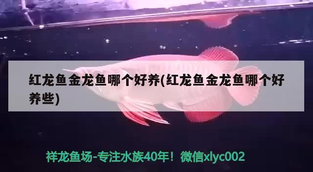 紅龍魚金龍魚哪個好養(紅龍魚金龍魚哪個好養些)