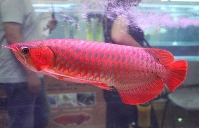 大湖紅龍魚怎么區分雌雄：大湖紅龍魚雄性與雌性的區別