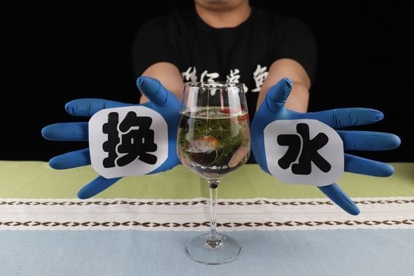 魚缸能一直不換水嗎，如何維護魚缸生態系統的選購指南
