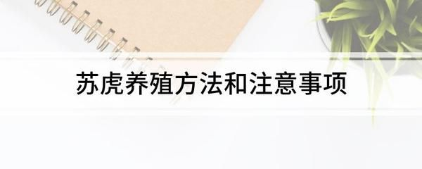 蘇虎苗高溫下的飼養技巧，蘇虎苗在高溫下的飼養技巧