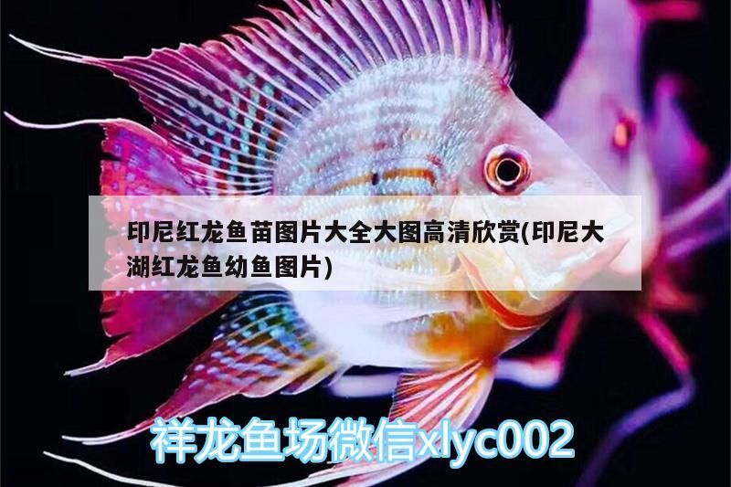 印尼紅龍魚苗圖片大全大圖高清欣賞(印尼大湖紅龍魚幼魚圖片) 印尼紅龍魚苗圖片大全大圖高清欣賞(印尼大湖紅龍魚幼魚圖片) 大湖紅龍魚百科 第3張
