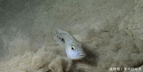 常見的淡水熱帶觀賞魚：常見的淡水熱帶觀賞魚有哪些？