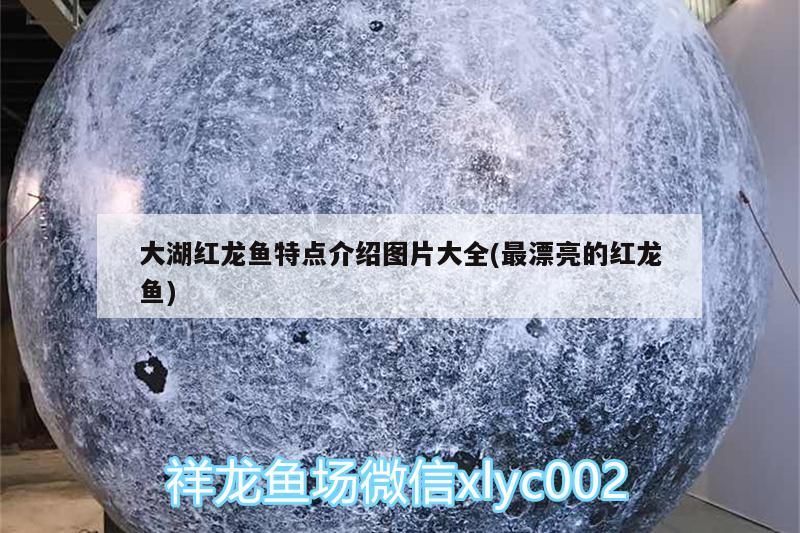 大湖紅龍魚特點介紹圖片大全(最漂亮的紅龍魚)
