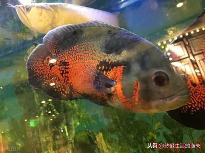 紅龍魚多少天喂一次