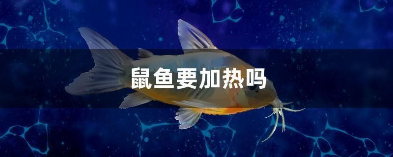 鼠魚要加熱嗎