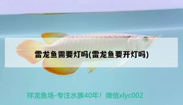 鼠魚要加熱嗎