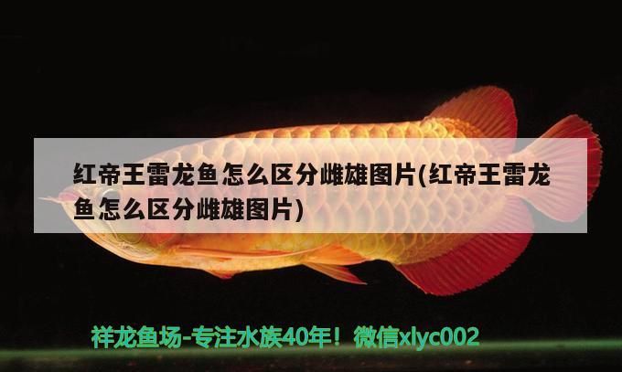 紅帝王雷龍魚怎么區(qū)分雌雄圖片(紅帝王雷龍魚怎么區(qū)分雌雄圖片)