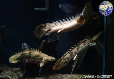 觀賞魚活化石（觀賞魚活化石是一些古老外貌和生存方式的觀賞魚活化石）