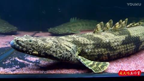 觀賞魚活化石(觀賞魚活化石是一些古老外貌和生存方式的觀賞魚活化石) 觀賞魚百科 第4張 觀賞魚活化石(觀賞魚活化石是一些古老外貌和生存方式的觀賞魚活化石) 觀賞魚活化石(觀賞魚活化石是一些古老外貌和生存方式的觀賞魚活化石) 觀賞魚百科 第4張