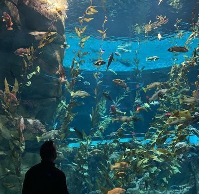開一家水族館要收多少稅費（開一家水族館需要支付的稅費包括營業執照費、衛生許可證費等）