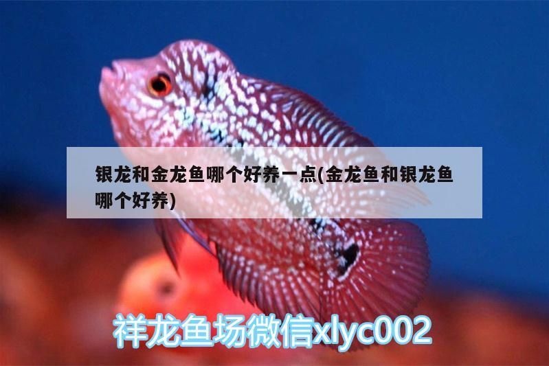 銀龍和金龍魚哪個好養一點(金龍魚和銀龍魚哪個好養)
