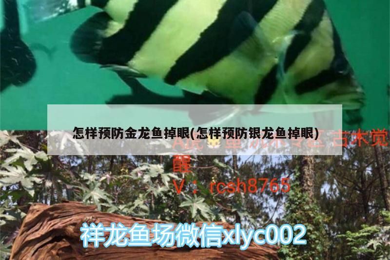 怎樣預防金龍魚掉眼(怎樣預防銀龍魚掉眼)
