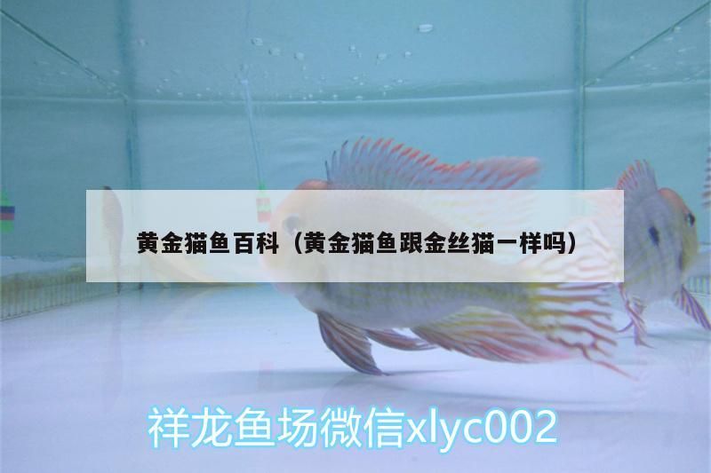 黃金貓魚百科（黃金貓魚跟金絲貓一樣嗎）