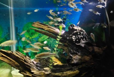 開一家水族館需要些什么東西和手續呢（開一家水族館需要什么材料）