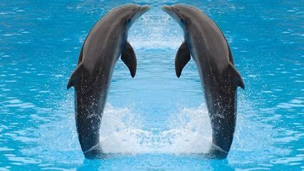 開一家水族館需要些什么東西和手續(xù)呢（開一家水族館需要什么材料）