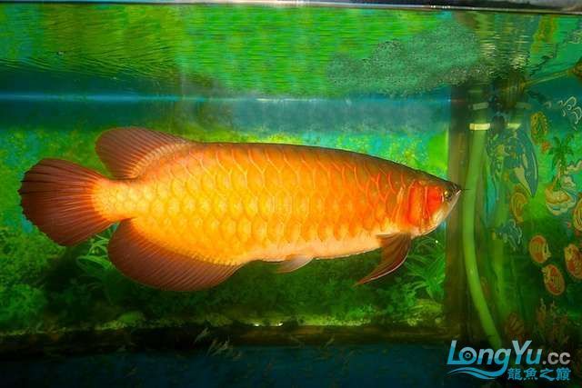 紅龍魚發黃金色：紅龍魚出現黃金色現象的原因