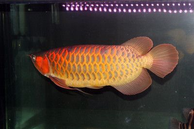 紅龍魚發黃金色：紅龍魚出現黃金色現象的原因