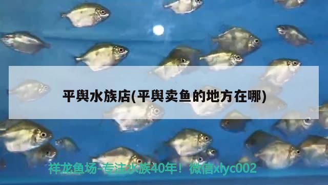 平輿水族店(平輿賣魚的地方在哪)